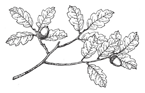 广泛栽培为边缘观赏植物或标本植物..它以前被认为是一个物种的名称HostaUndulata，复古线绘图或雕刻插图。
