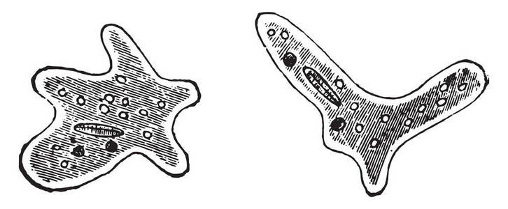 阿米巴变形虫细胞图片