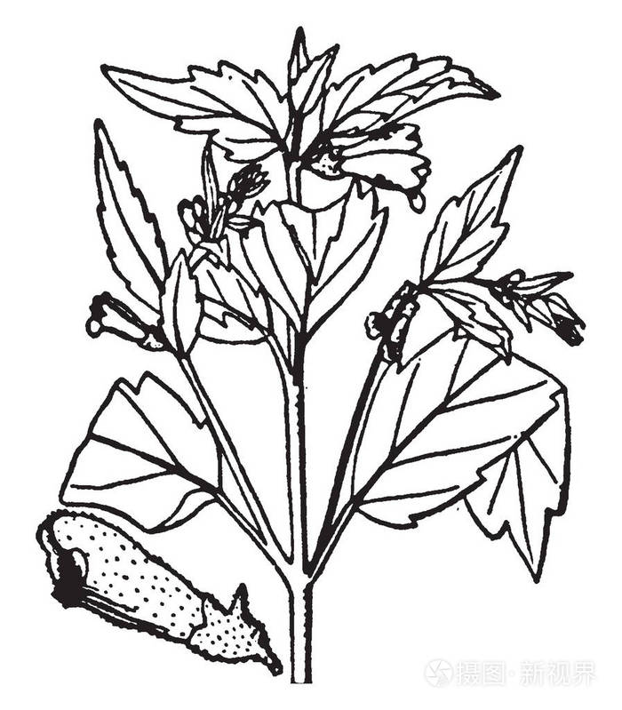 黄芩植物图片它属于薄荷家族原产于北美图片展示其花叶复古线条绘制或