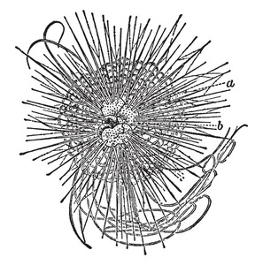 黑色的海胆插图显示海胆的解剖图.海胆是小型海洋生物.