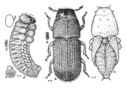 此插图代表松树甲虫时期，复古线绘图或雕刻插图。