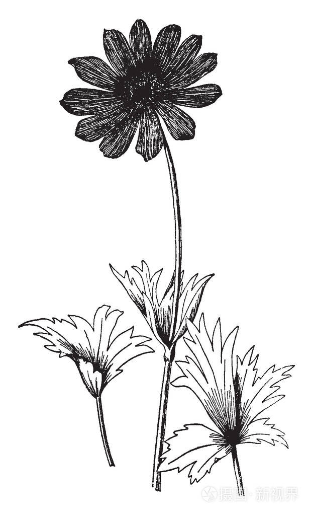 一幅图片显示了一株安美酮凹凸棒植物的枝条和花黄葵的花有两英寸宽