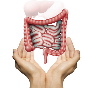 健康肠道的概念. 相似素材图片