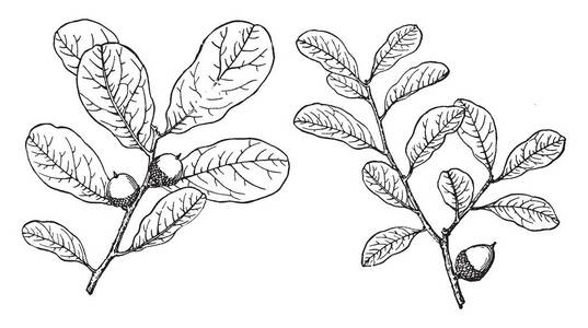 桃金娘普通图片-桃金娘普通素材-桃金娘普通插画-摄图新视界