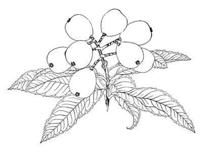 成熟熟女日本枇杷是原产于中国和日本的一种常绿小果树.