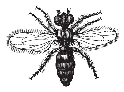 奶酪苍蝇是一种黑色的小双翅虫,复古的线条画或雕刻插图.照片