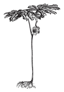 这是一幅名为Podophyumpeltatum的植物的图片，通常高达2英寸，它们的叶子像雨伞老式线条画或雕刻插图一样展开。