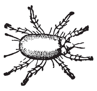奶酪螨，是阿卡洛斯家养和其他是寄生在人类和其他动物的皮肤或下面，复古线绘图或雕刻插图。