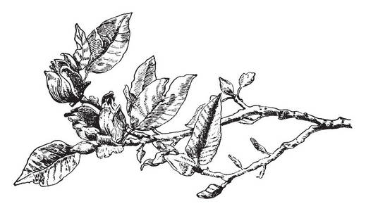 广玉兰花这是黄瓜树的开花枝,被称为广玉兰.