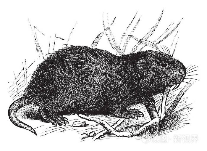 竹鼠是四种啮齿动物的亚科根肌复古线绘图或雕刻插图
