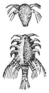 落叶松，老式雕刻插图。动物自然史，1880年