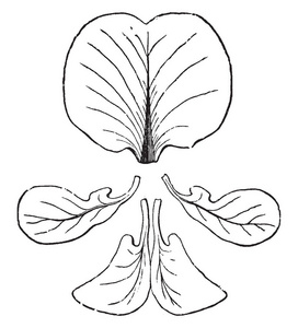 一种紫锥菊花冠的图像，显示翅膀标准或Vexilluml，或Alae，Keel或Carina，复古线绘图或雕刻插图。
