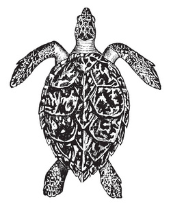 龟，复古雕刻插图。动物自然史，1880年