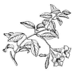 苏州园林矢量图图片