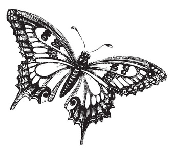 与飞蛾不同，蝴蝶的触角顶端有旋钮。蝴蝶与飞蛾的区别在于它有杵状指和扩张的触角，休息时把翅膀竖起来，白天活动，老式的线描或雕刻插图
