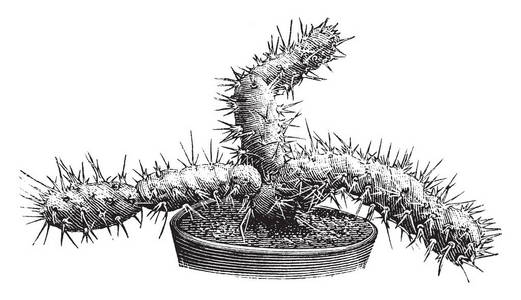 一张图片，展示了一种多刺梨的布氏植物。花很小，复古线绘图或雕刻插图。
