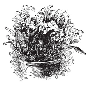 门德尔的花朵有非常苍白的薰衣草萼片和花瓣与丰富的紫色唇，复古线绘图或雕刻插图。