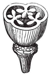 一个图显示了霜纹子房的横截面图，有三个顶层，有胚珠。它也被称为海莲花和切割雌蕊有三个心皮连接在中心成一个质量，复古线绘图或雕刻插