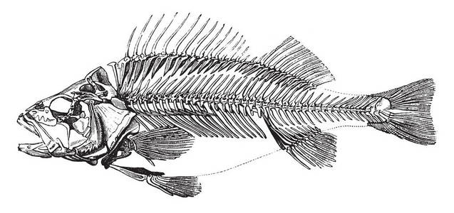 鱼的骨架示意图图片