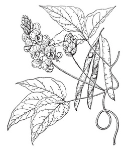 一张图片显示了维尼亚Strobilophora植物。它有枳叶和黄花。它有豌豆一样的豆子。叶子上有细毛，复古线绘图或雕刻插图。