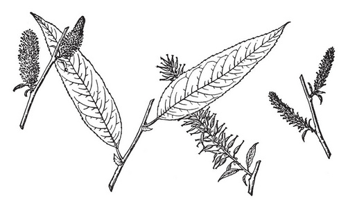 毛叶子图为密苏里州沙柳的分支.叶子在基部是心形的,下面有毛.