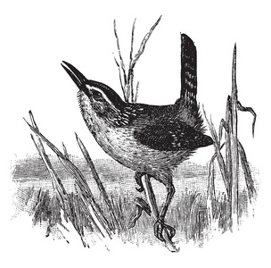 马什沃伦是一只北美小歌鸟的Wren家族，复古线条绘画或雕刻插图。