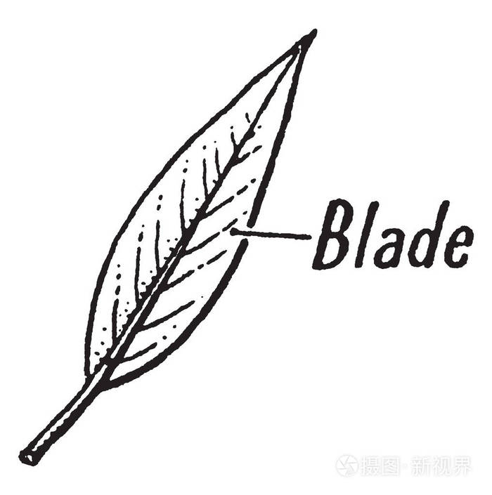 插画 它是简单的叶子,但叶片通过叶柄与茎连接到叶片上,叶片被分割成