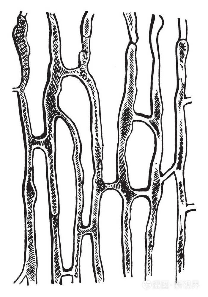 一张图片，显示蒲公英的牛奶容器，与细胞的共同细胞组织，复古线绘图或雕刻插图。
