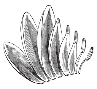 一张图片显示了白水的萼片花瓣和雄蕊的过渡百合复古线条绘制或雕刻插图。