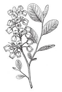 紫藤是一种白色的花卉植物。叶子是螺旋状排列和椭圆形的叶子，复古线绘图或雕刻插图。