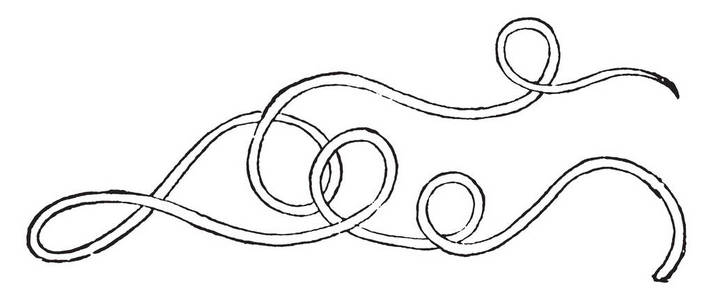 樱花树线描画旋毛虫是尼玛达门寄生蛔虫的属,可引起旋毛病,复古线描画