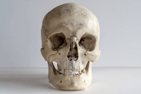 真正的人类头骨图片