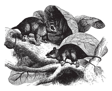 此插图表示树中的CayopollinOpossum，复古线绘图或雕刻插图。