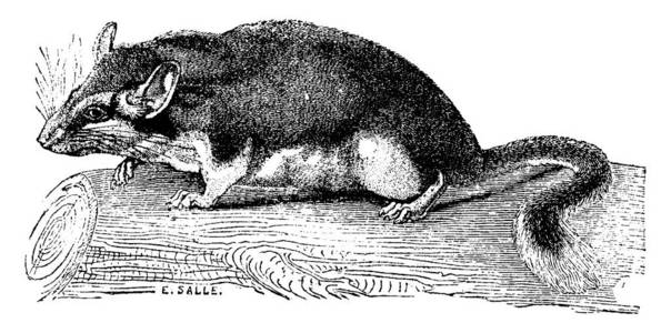 睡鼠，复古雕刻插画..动物自然史，1880年
