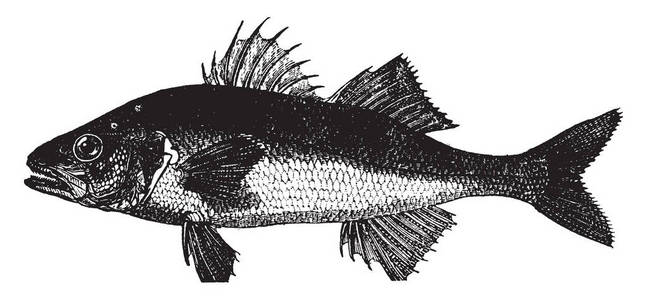 欧洲巴斯是一种主要的海洋鱼类，原产于欧洲西部水域，复古线绘图或雕刻插图。