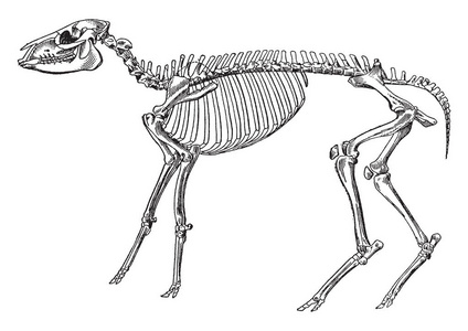 一个中欧陆的骨架是一个灭绝的早期马属，它生活在大约3000到4000万年前，从中新世，复古线绘图或雕刻插图。