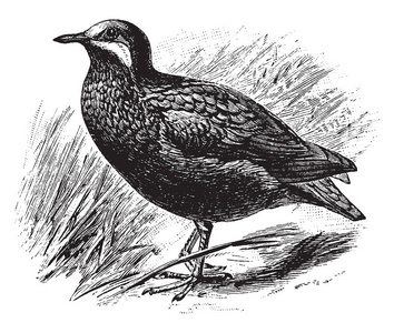 橄榄背鹌鹑鸽子是鸽子科的成员，复古线绘图或雕刻插图。