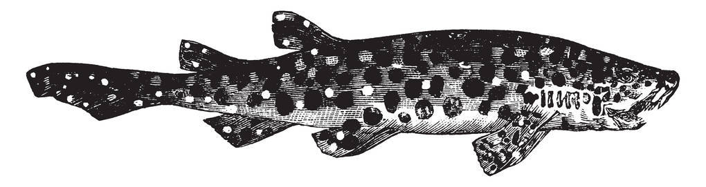 大斑点狗鱼是两到三英尺长，复古线绘图或雕刻插图。