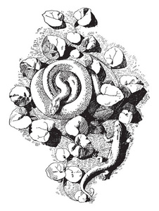 蛇铸造一种由毒蛇和蜥蜴创造的形式，用于象征和装饰目的，老式线条绘制或雕刻插图。