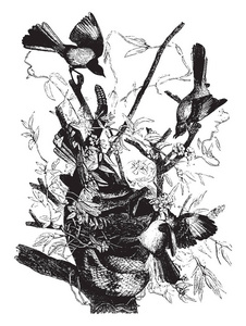 这幅插图代表了锁鸟攻击一个Rattlesnake，复古线绘图或雕刻插图。