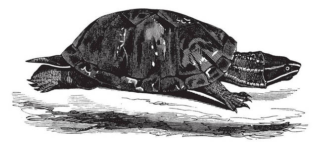 麝香龟是金龟子科的一员，它有一个黑褐色的甲壳，高度圆顶与脊椎龙骨，复古线绘图或雕刻插图。