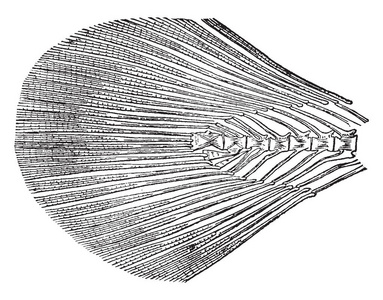 此图像代表斑点Burbot尾，复古线绘图或雕刻插图。