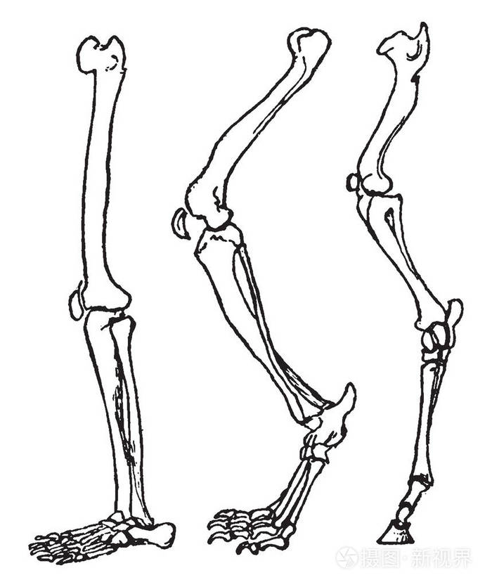 动物在休息时站立的骨骼脚,老式线条绘制或雕刻插图.