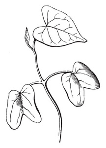 生长台从能发育成植物体的芽英文字母表的第19个字母拟南芥实验是一个