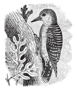 红腹啄木鸟通常有黄色的阴影，复古线绘图或雕刻插图。