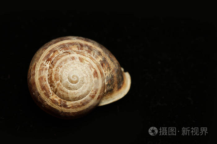 死鼻涕虫黑色背景空树皮一种硬皮的陆生软体动物通常缺乏外壳分泌粘液