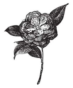 这是克拉克总统山茶花的照片。它的花有各种颜色，复古线绘图或雕刻插图。