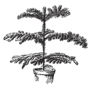 这张照片是阿拉卡里亚Excelsa的一个糟糕的样本。在共同语言中，这种植物被称为诺福克岛松树，复古线绘图或雕刻插图。