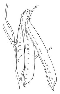 这是杰克比恩的照片。 这种植物的豆荚是平的和长的复古线绘图或雕刻插图。