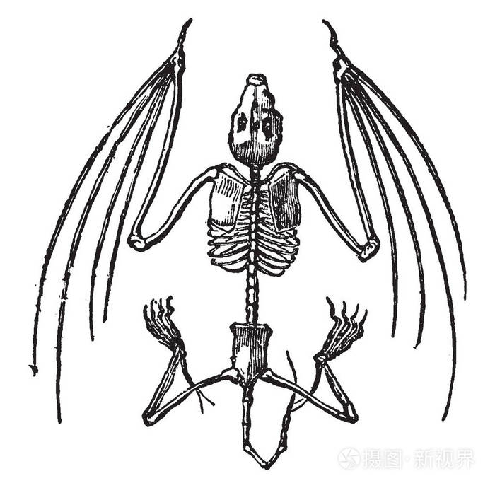 蝙蝠骨架蝙蝠很好地适应动力飞行复古线绘图或雕刻插图